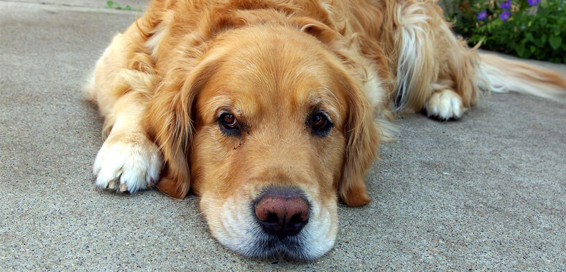 Die 5 besten Ergänzungsfuttermittel für Hundegelenke im Jahr 2025