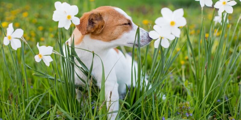 Die 5 besten Nahrungsergänzungsmittel gegen Juckreiz und Allergien für Hunde im Jahr 2025