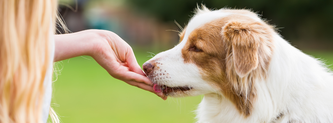 Die 5 besten täglichen Multivitaminpräparate für Hunde im Jahr 2025